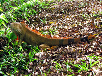 _Iguana-on-ground