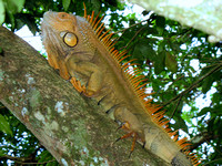 _Iguana-in-tree