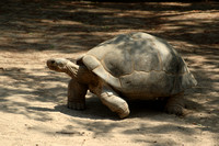 _Turtle walking
