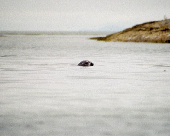 _Seal