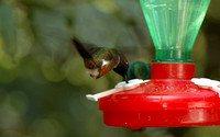 _Hummingbird flying