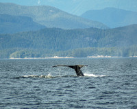 _Humpback tail sequence 2
