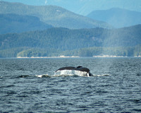 _Humpback tail sequence 1