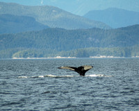 _Humpback tail sequence 3