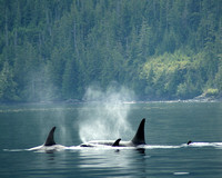 _Orca pod with baby