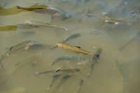 Trout Farm