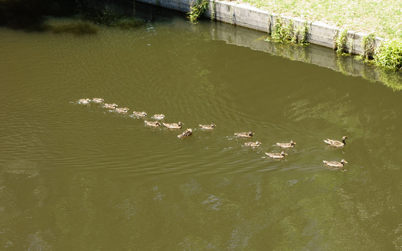 Duck Family Outing
