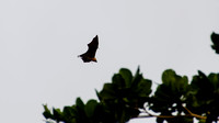Flying Fruit Bat