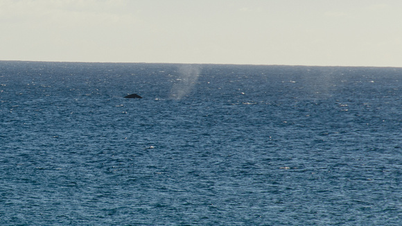 Whale from Shore
