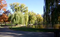 Weeping Willows in  Boston Commons