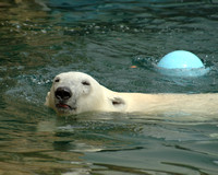 _Polar bear 1