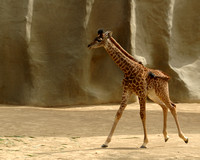 _Baby Giraffe