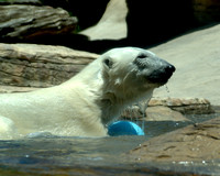 _Polar bear 2