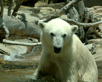 _Polar bear 3