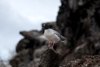 Swallow-tailed gull