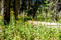 Wildflowers on John Muir Trail to Sunrise
