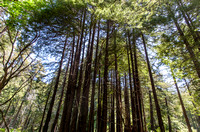 Redwoods in Limekiln Park