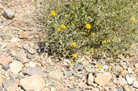 Close Up of Wild Flowers Along Warm Spring Canyon Road