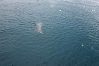 Playful Whale