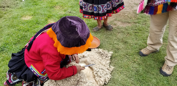 Shearing Wool