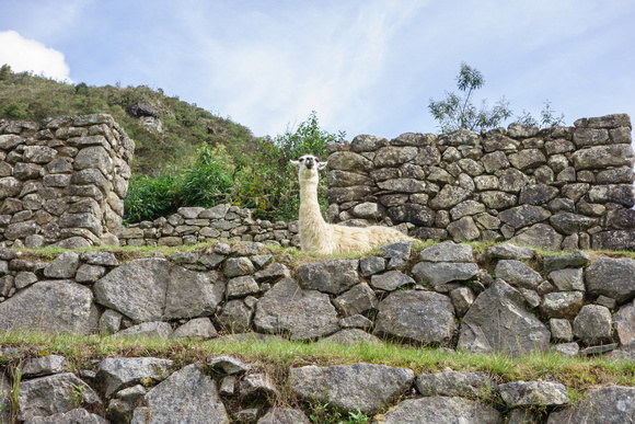Zen Llama