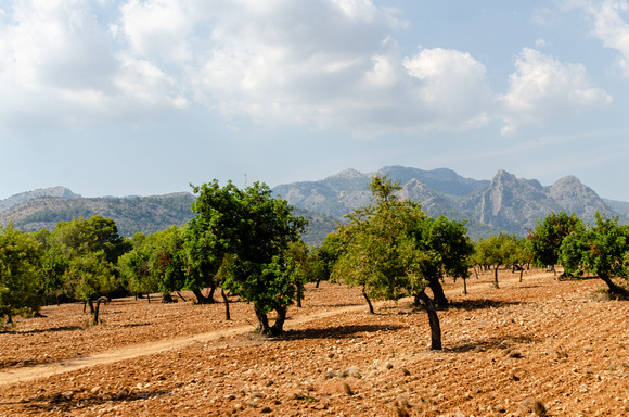 Mallorca Hills And Olive Tree Grove