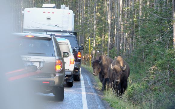 Buffalo Traffic Jam