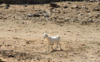 Mykonos Goat for Danielle