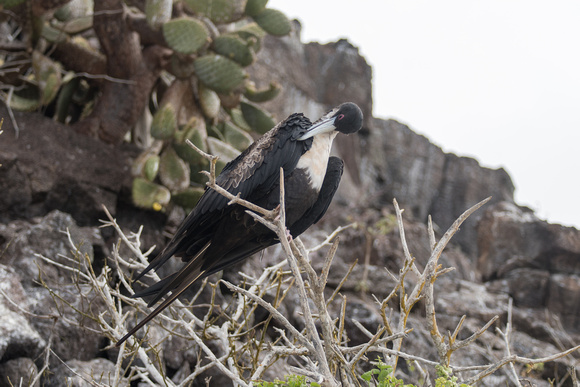 Frigate Bird