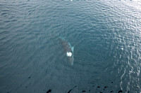 Playful Whale