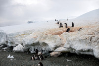 Penguin Highway