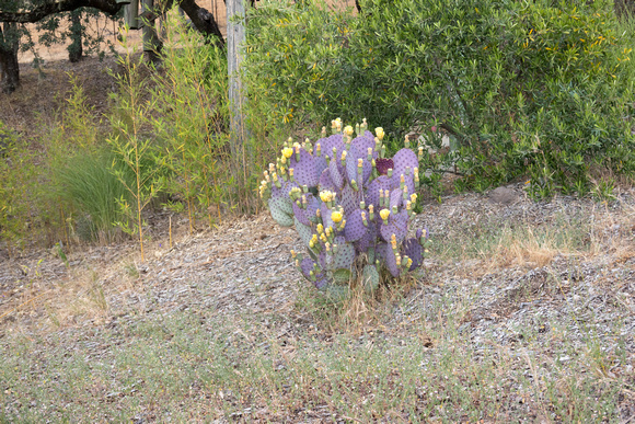 Flowering Blue Cactus