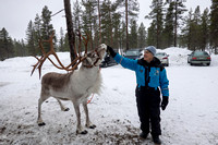 Sandy Feeding Reindeer